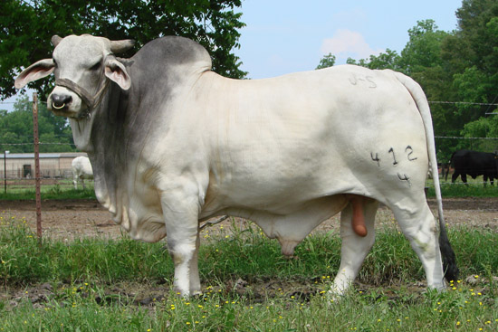 Smith Brahmans